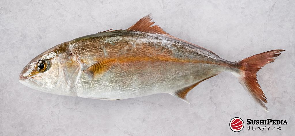 Das Foto zeigt einen frisch gefangenen wilden Große Bernsteinmakrele (Kanpachi), bevor sie zu Sushi zubereitet wird.