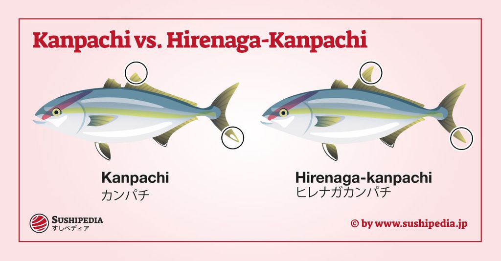 Das Diagramm zeigt die Unterscheidungsmerkmale zwischen Kanpach und seinem nahen Verwandten Hirenaga-Kanpachi