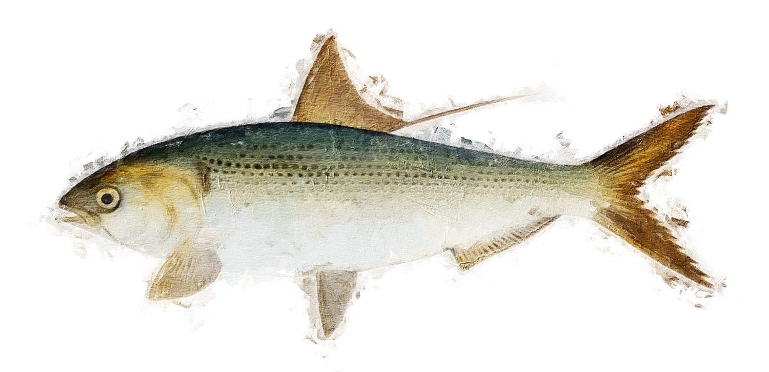 Illustration of the sushi ingredient or species known as kohada