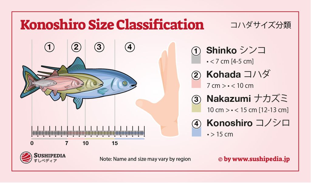 Size classification of Konoshiro (Gizzard Shad) at different stages of development for sushi preparation