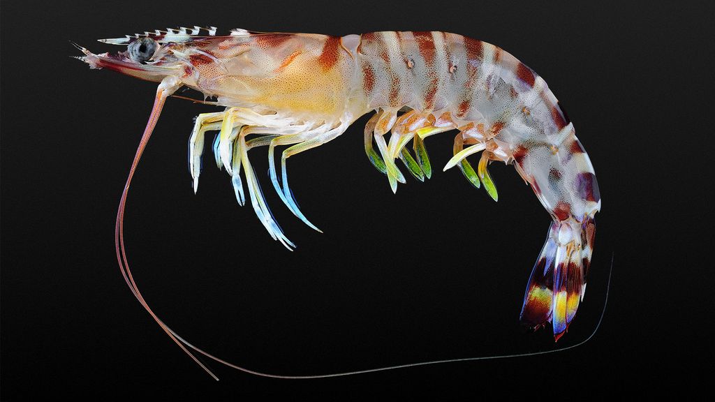 Large penaeid shrimp in side view with a brown-banded abdomen, long antennae, and a dark background.

