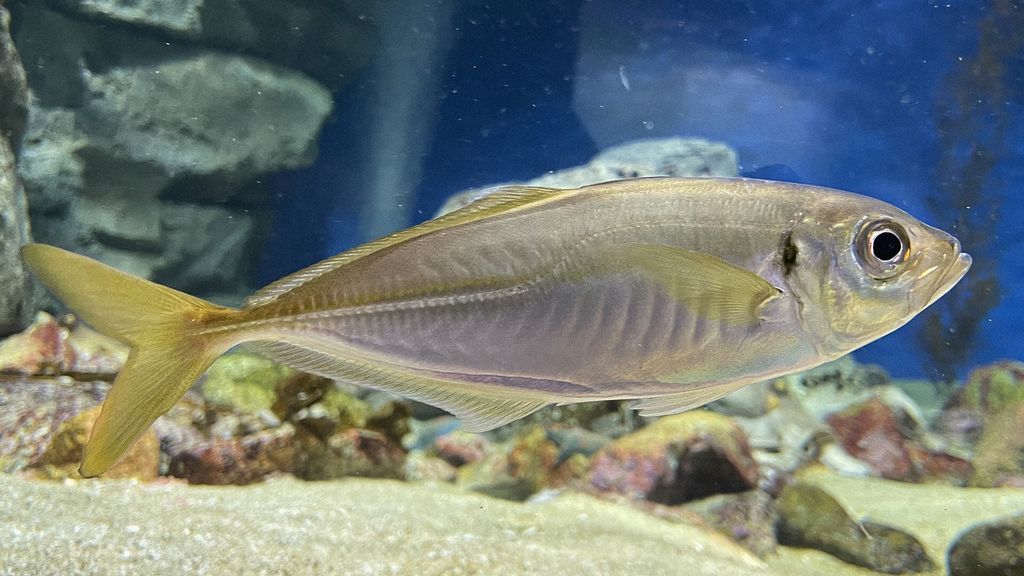 Whole Japanese horse mackerel (Aji, Trachurus japonicus) in side profile, showing its slender silver body, forked yellow tail, and the streamlined shape.