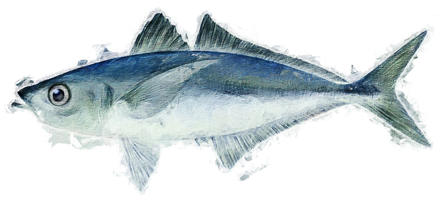 Eine Illustration des Fisches, der im Japanischen als „Maaji“ bezeichnet wird.