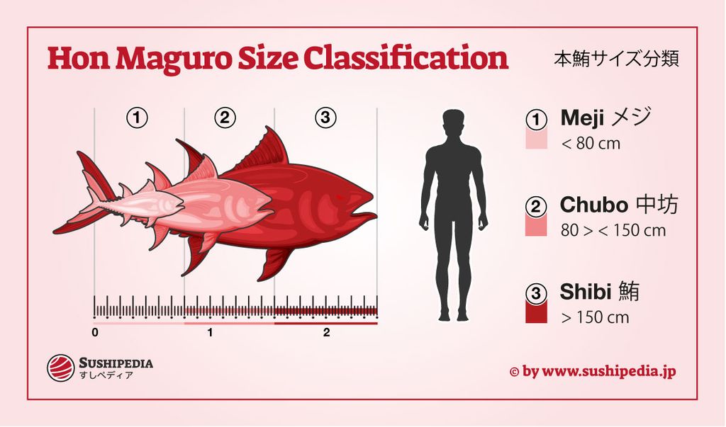 Infographic showing size classifications of Hon Maguro tuna with categories Meji, Chubo, and Shibi