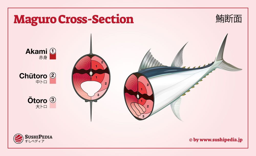 Graphic representation of a maguro tuna cross-section with parts Akami, Chutoro, and Otoro labeled