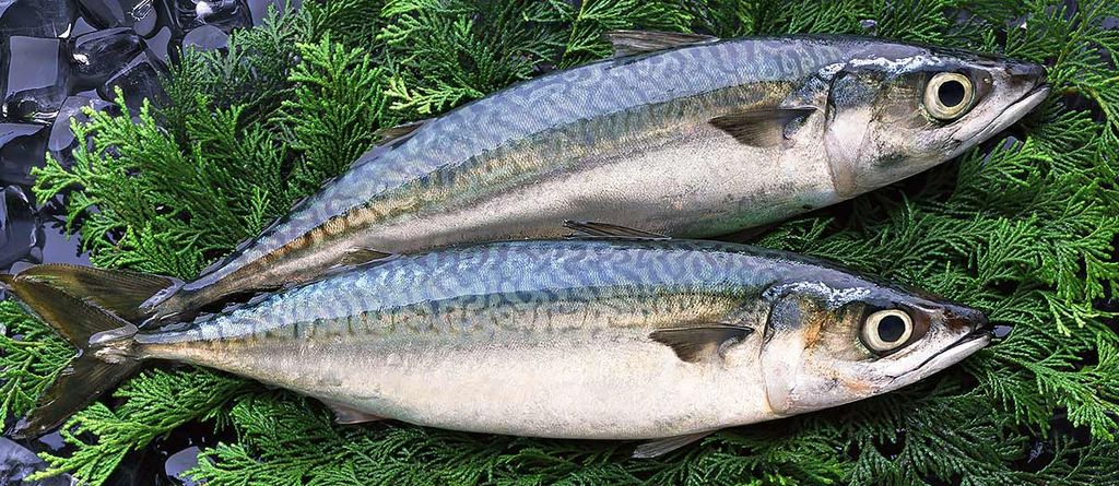 Das Bild zeigt zwei frische Saba-Makrelen, die in der japanischen Küche häufig für Gerichte wie Sushi und Sashimi verwendet werden. Die Fische liegen auf einem Bett aus grünem Laub, möglicherweise Shiso-Blättern, die in Japan häufig als Garnierung oder Bett für die Präsentation frischer Meeresfrüchte verwendet werden. Das unverwechselbare blau-silberne Streifenmuster der Makrelen an den Seiten ist deutlich sichtbar und weist auf ihre Frische und hohe Qualität hin, die für Sashimi geeignet ist.