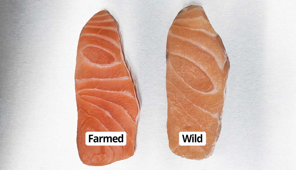 The image contrasts two salmon fillets side by side on a metallic surface, labeled “Farmed” and “Wild” to highlight the differences in appearance. The farmed salmon exhibits a deeper orange hue, while the wild salmon has a paler, more uniform color and different texture. This visual comparison underscores the variances in diet, living conditions, and natural environment between farmed and wild salmon.