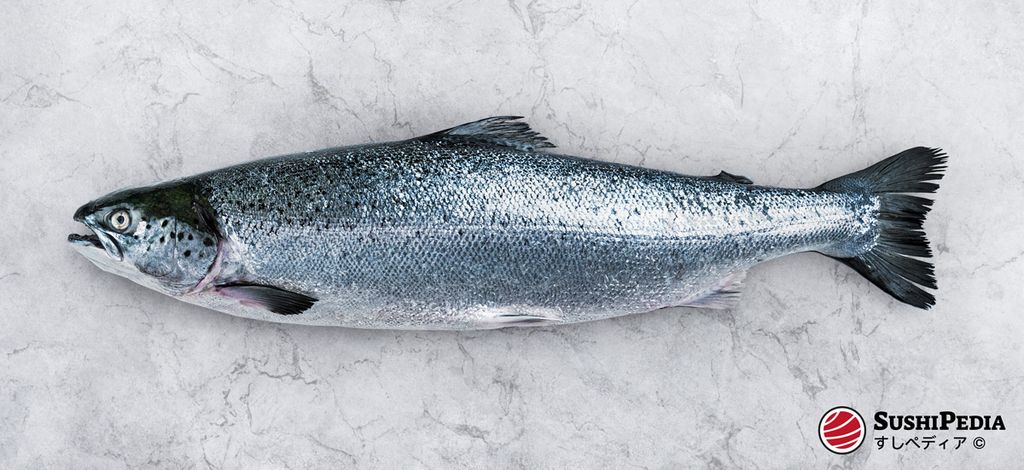 Ein ganzer, frischer Lachs, ideal für die Zubereitung von Sushi und Sashimi, präsentiert auf einer marmorierten Oberfläche mit dem Logo von Sushipedia.