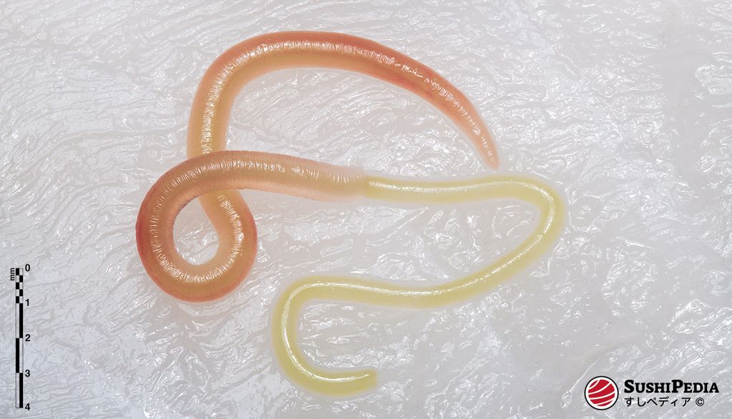 Close-up of a worm (parasite) found in the flesh of a fish intended for sushi preparation.