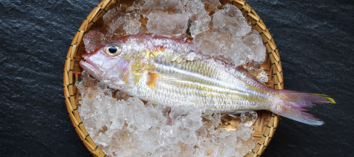 Fresh fish on ice in a traditional bamboo basket, prepared for sushi and sashimi making. Freshness and meticulous preparation are paramount for high-quality sushi.