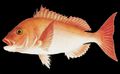 Illustration of the sushi ingredient or sushi species known as Tai