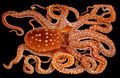Illustration of the sushi ingredient or sushi species known as Tako