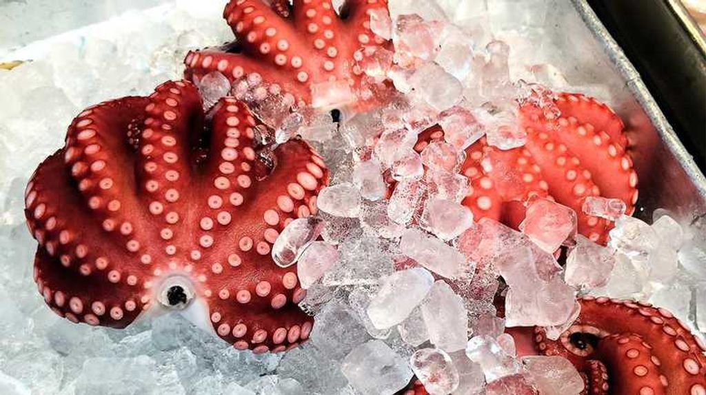 Frische Yudako Tintenfisch auf Eis für Sushi, traditionelle japanische Küche