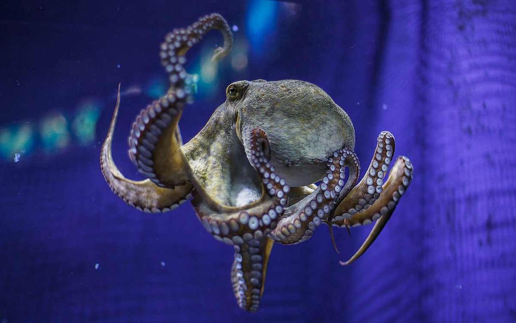 Ein Tintenfisch schwimmt im Aquarium, mit Fokus auf die charakteristischen Saugnäpfe