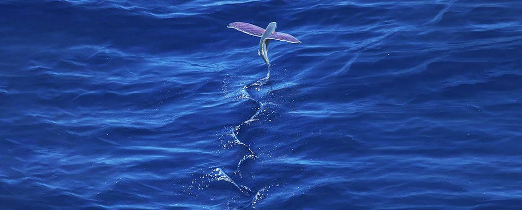 Das Bild zeigt eine Szene eines fliegenden Fisches, der mit seinen durchscheinenden, flügelartigen Flossen voll ausgefahren ist und über das tiefe Blau des Ozeans gleitet. Das Tier wird mitten im Flug aufgefangen und hinterlässt eine Spur aus glitzernden Wassertropfen, die das Sonnenlicht einfangen und einen glitzernden Pfad auf der Wasseroberfläche bilden.