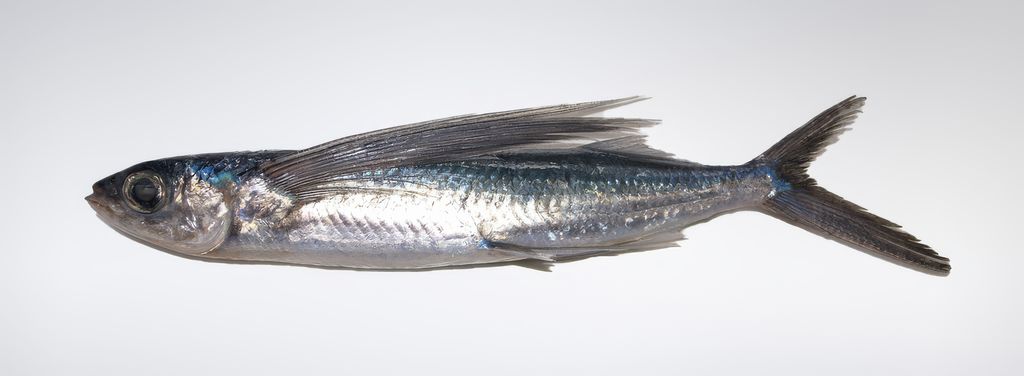 Ein Hama Tobiuo (Cheilopogon Pinnatibarbatus Japonicus), ein typischer japanischer Fliegenfisch, abgebildet auf einem neutralen Hintergrund.