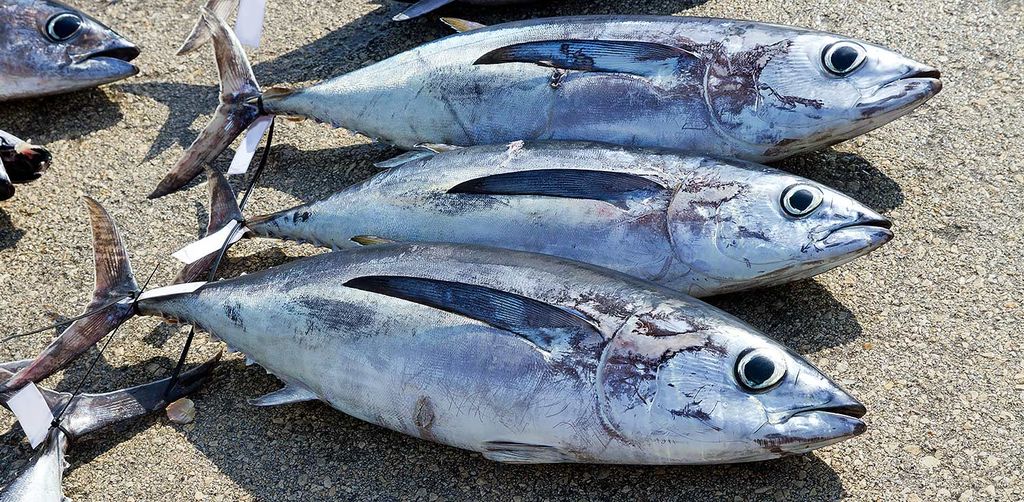 Frisch gefangener Albacore-Thunfisch, bereit für die Zubereitung von Sushi und Sashimi, auf einem Boden.