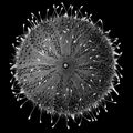 Illustration of the sushi ingredient or sushi species known as Uni
