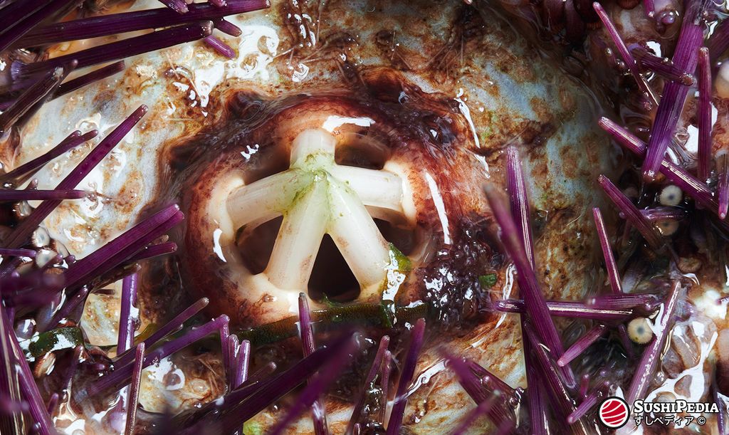Close-up of the mouth of a sea urchin, also known as Aristotle's lantern, surrounded by purple spines. This structure consists of five calcareous teeth that the sea urchin uses to grind food.