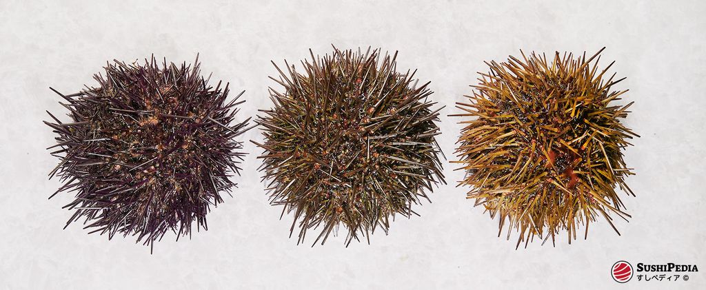 Drei Seeigel in verschiedenen Farben (dunkelviolett, braun und gelblich-braun) nebeneinander auf einer weißen Oberfläche. Diese Seeigel werden oft zur Herstellung von Uni verwendet, das in Sushi und Sashimi beliebt ist.
