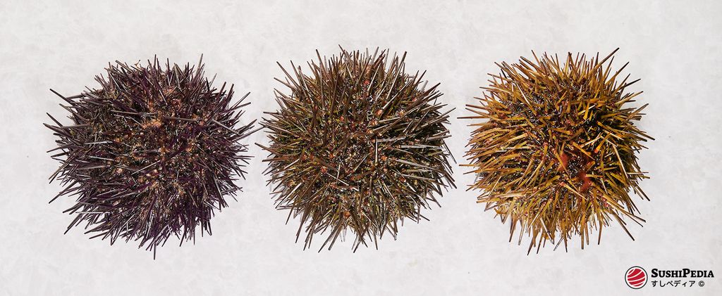 Drei Seeigel in verschiedenen Farben (dunkelviolett, braun und gelblich-braun) nebeneinander auf einer weißen Oberfläche. Diese Seeigel werden oft zur Herstellung von Uni verwendet, das in Sushi und Sashimi beliebt ist.