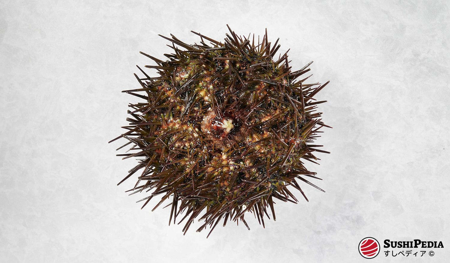 A fresh, still-living sea urchin, before it is made into uni sushi, lies on a marble kitchen worktop.