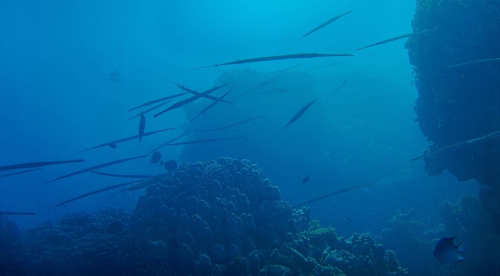 Blaugepunktete Cornetfische, die einzeln oder in kleinen Gruppen entlang des Meeresbodens auf Jagd nach kleinen Fischen sind.