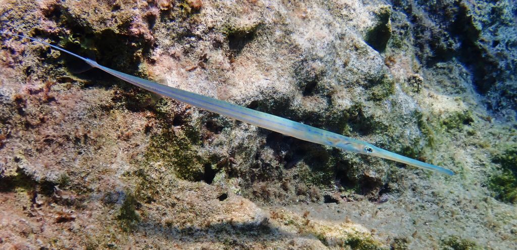 Glatter Flötenfisch, in Japan als Aoyagara bekannt, ist eine weniger geläufige Zutat für Sushi.