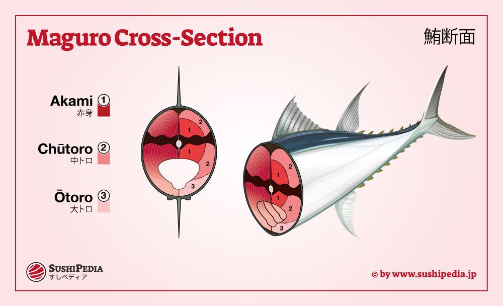Cross section of a tuna showing the distribution akami, chutoro and otoro.
