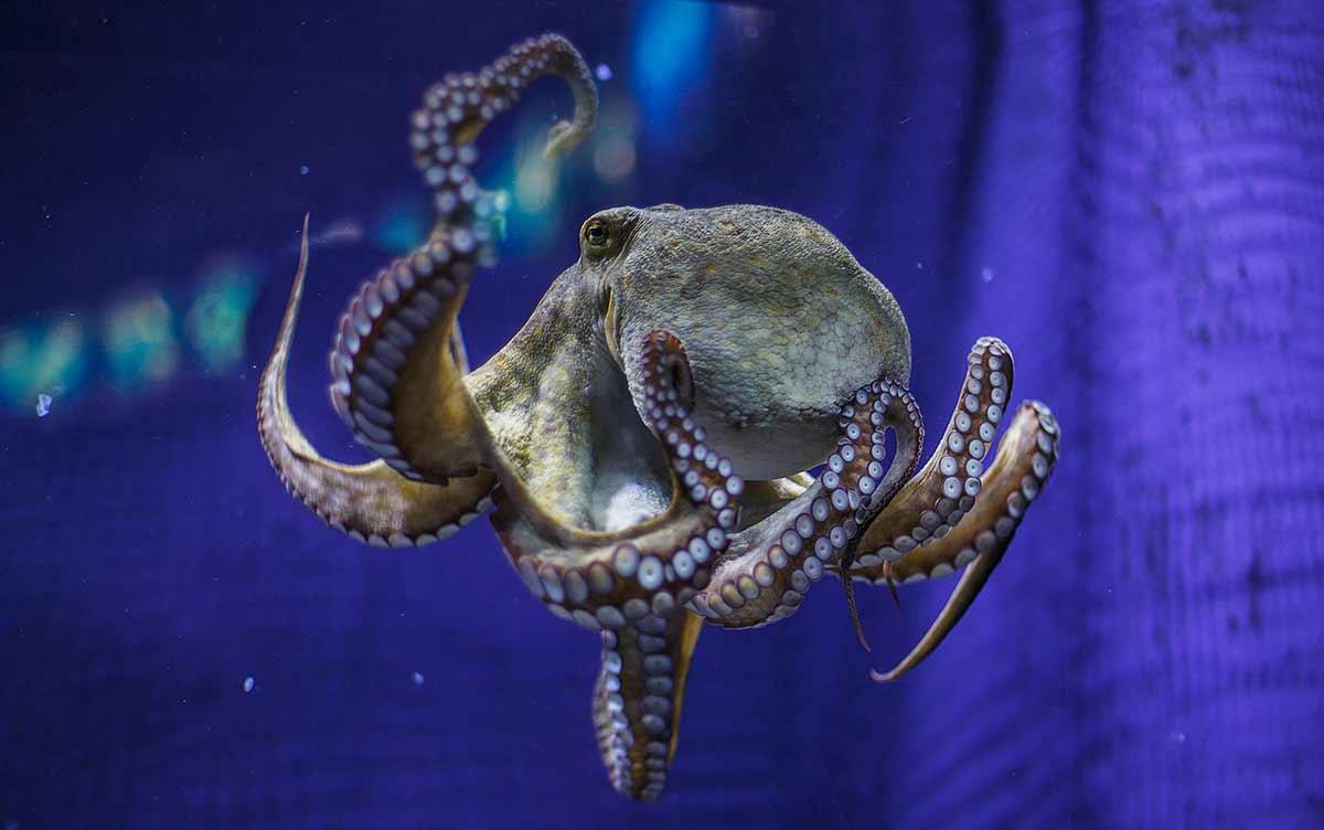 Octopus (madako) swimming in aquarium against blue background