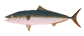 Illustration of the species called Hamachi in Japanese