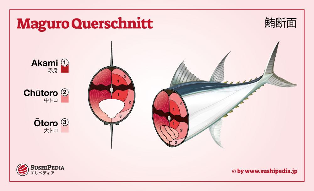 Schnittbild eines Thunfischs, das die Verteilung Akami, Chutoro und Otoro zeigt.