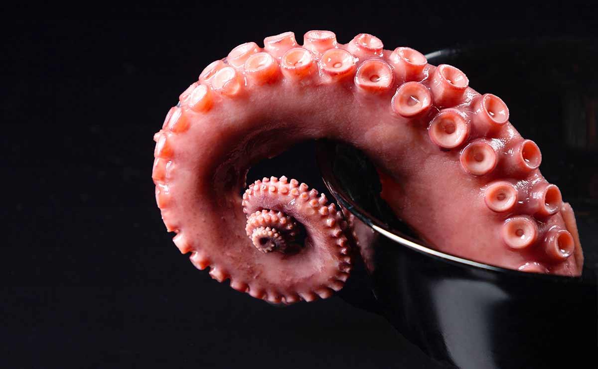Tentakel eines Oktopus vor schwarzem Hintergrund