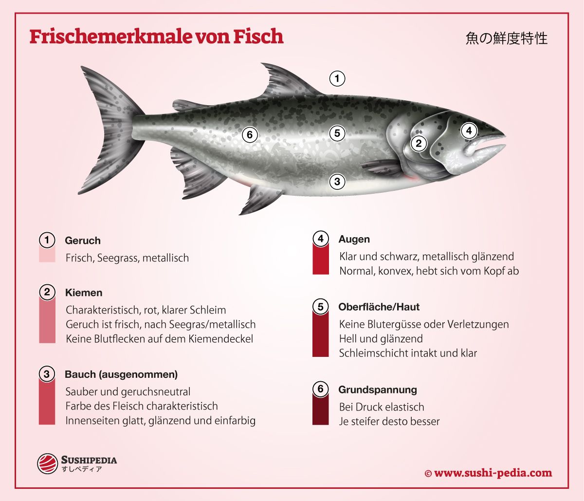 Die Grafik zeigt auf woran man frischen Fisch erkennt.