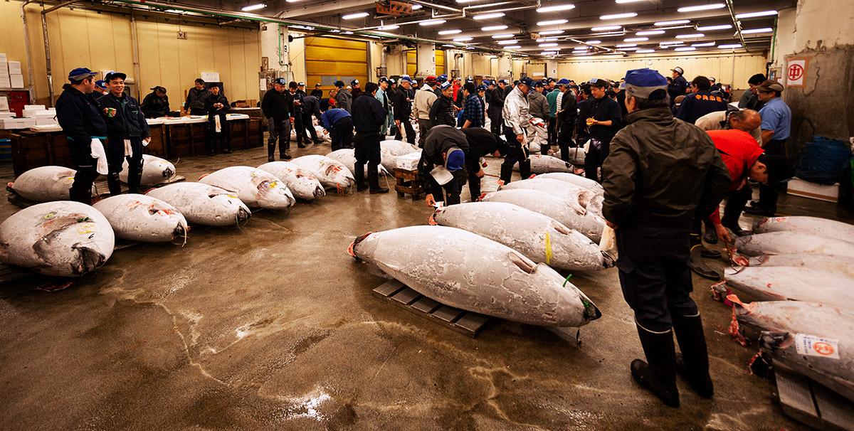 Foto einer Thunfisch-Auktion von tiefgefrorenem Maguro (Thunfisch) in Japan auf dem Tsukiji-Fischmarkt.