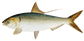 Illustration of the species called Kohada in Japanese