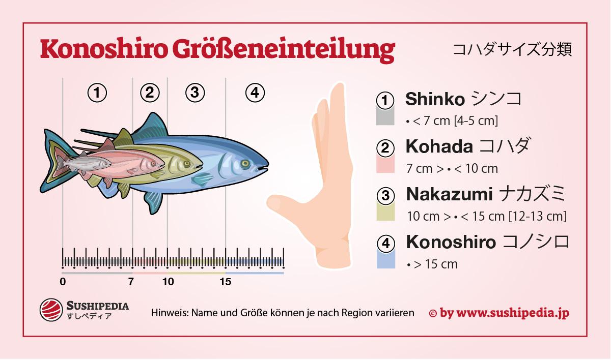 Illustration, die den jeweiligen Namen des Gefleckten Pazifikherings (Shinko, Kohada, Nakazumi, Konoshiro) abhängig von der Größe darstellt.