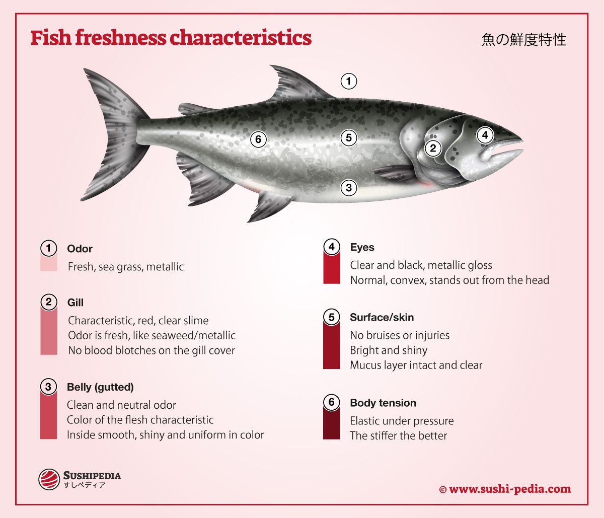 The graphic shows how to recognize fresh fish.