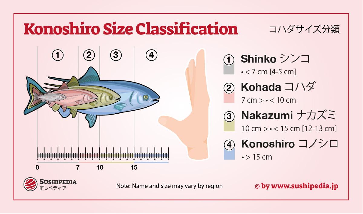 Illustration showing the name of the spotted Pacific herring (shinko, kohada, nakazumi, konoshiro) depending on the size.