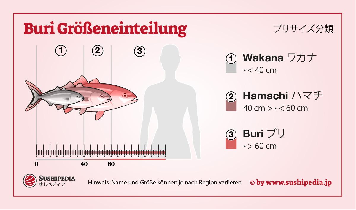 Buri wird ein steigender Fisch genannt, ein Fisch, der seinen Namen ändert, wenn er wächst.