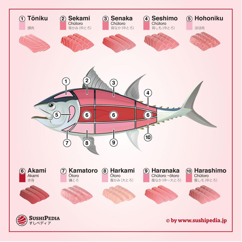 Darstellung der verschiedenen Sushi & Sashimi Stücke vom Maguro (Thunfisch).