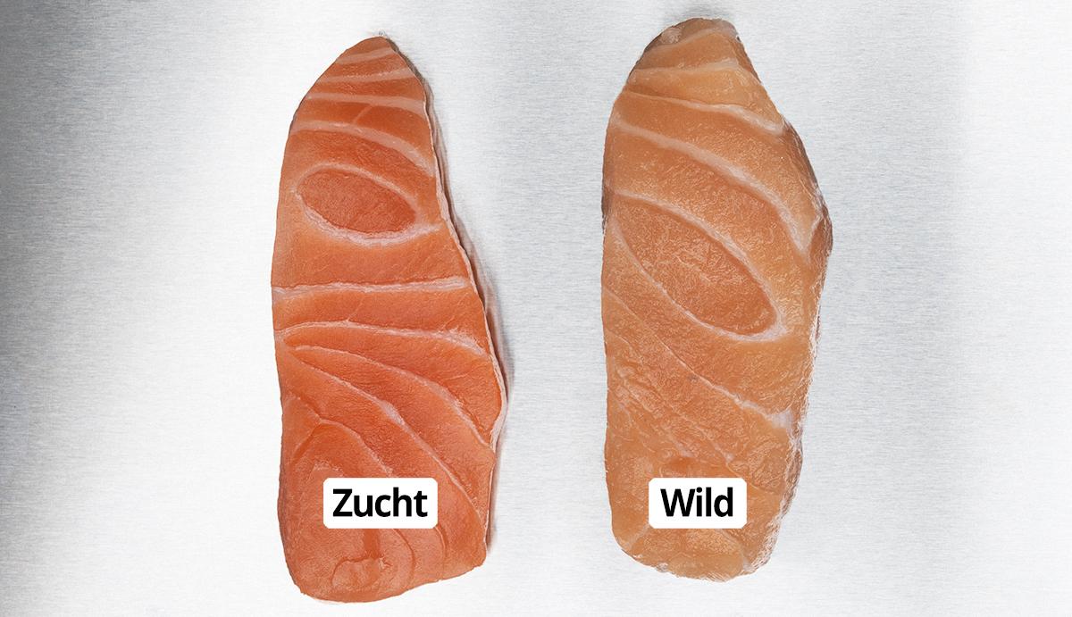 Das Foto zeigt zwei Stücke vom Atlantischen Lachs (Salmo salar). Das linke entstammt aus Aquakultur das rechte aus der Wildnis (Nordsee, Winterzeit).